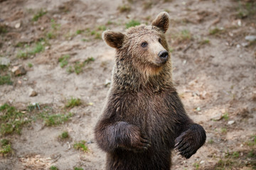 Obraz premium Europäischer Braunbaer winkt mit seiner Tatze 