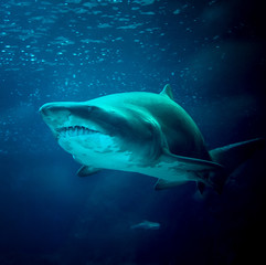 Fototapeta premium large shark under water in the sea at the surface Underwater Photo
