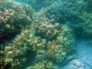 Fototapeta na wymiar Sealife of Doini Island, Papua New Guinea.