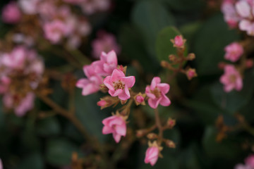 Fototapeta premium white and pink flower cluster bush close up