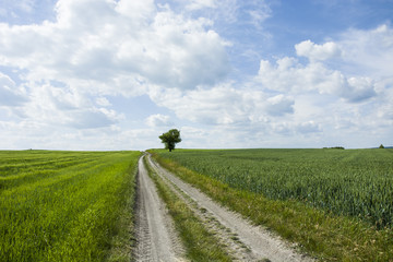 Long dirt road, field and lonely tree