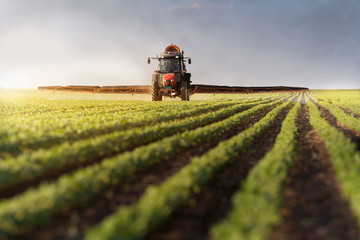 Naklejka premium Tractor spraying soybean field