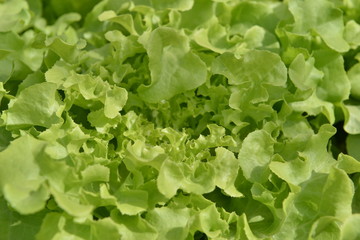 Hydroponic vegetable is planted in a garden