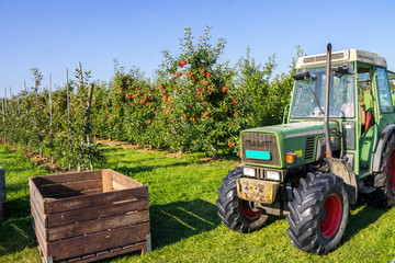 Apfelernte im Thurgau 