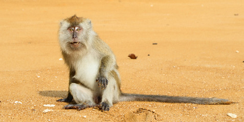 Macaque
