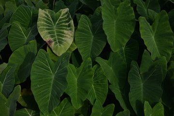 Fototapeta premium green leaves