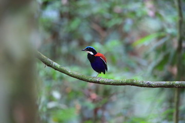 Blue-headed pitta (Hydrornis baudii) male in Danum Valley, Sabah, Borneo, Malaysia