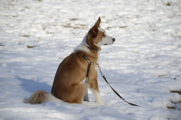 雪の中の犬