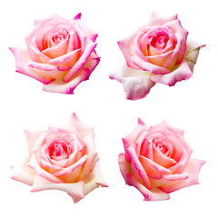 collection of beautiful pink rose isolated on white background, flower for lover and wedding