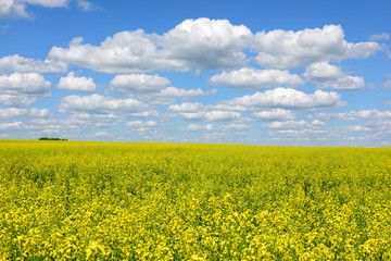 Field of flowering rape