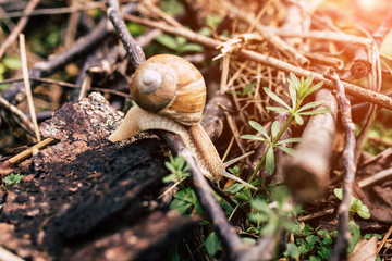 Photo of the little snail in the grass