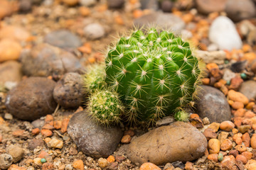 Cactus in the garden