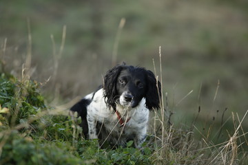 Black And White Springer Spaniel