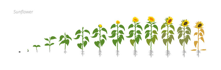 Fototapeta premium Sunflower plant. Helianthus annuus. Growth stages vector illustration.