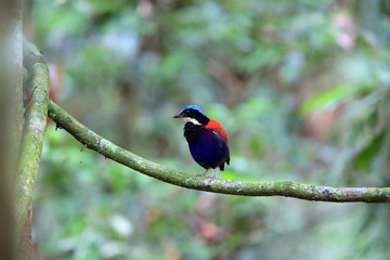 Blue-headed pitta (Hydrornis baudii) male in Danum Valley, Sabah, Borneo, Malaysia
