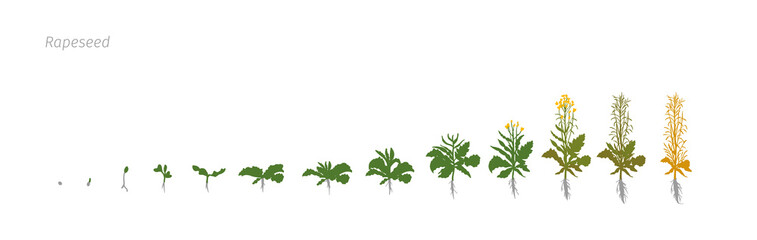 Rapeseed Brassica napus oilseed rape Growth stages vector illustration