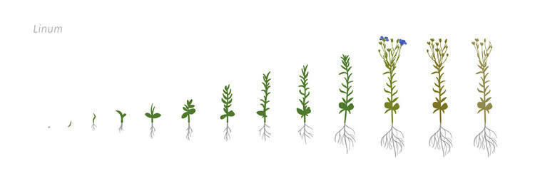 Flax Linum usitatissimum Growth stages vector illustration