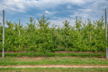 Obraz premium Apple garden with ripe fruit