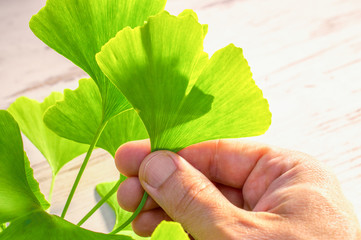 Healing green leaves from a gingo biloba tree in a human hand