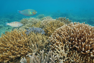 Reef with healthy Acropora staghorn corals underwater in the Pacific ocean, New Caledonia, Oceania