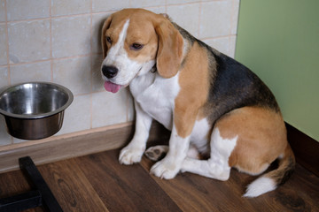 Beagle dog waits for food near the bowl