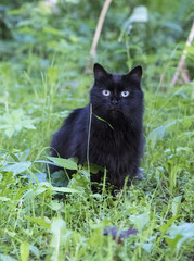 Naklejka na ściany i meble Black cat with green eyes