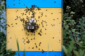 Many bees sitting on wall of vintage yellow blue beehive and bask in the sun
