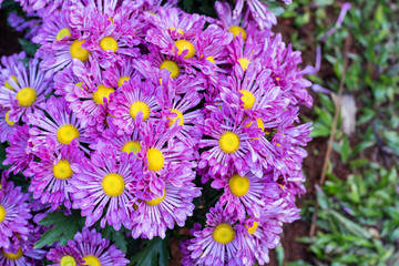 Obraz premium chrysanthemum flower in garden