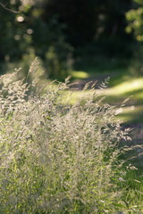 Cotswold grasses