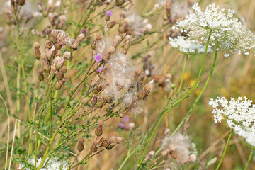 Acker-Kratzdistel und wilde Möhre