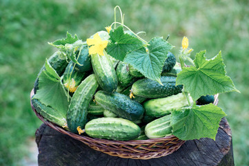 Fresh cucumbers with flowers and leaves in basket, on stump