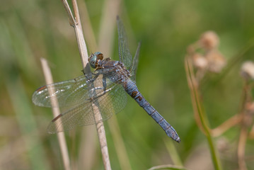 libellula su un ramoscello