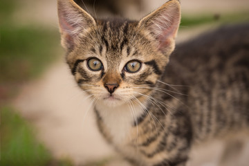 Detail of small kitten head with tabby fur