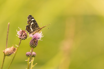 Nice black butterfly is perched on purple bloom of thistle