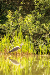 Nice grey heron bird stands in shellow of a pond