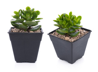 Succulent in pot isolated on white background