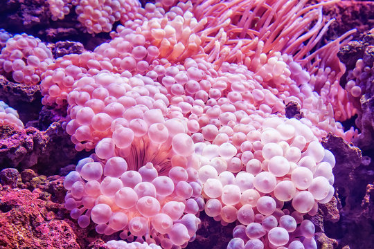 Marine life sea anemone Condylactis gigantea underwater in sea