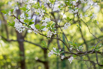 Apple trees flowers. the seed-bearing part of a plant, consisting of reproductive organs stamens and carpels that are typically surrounded by a brightly colored corolla