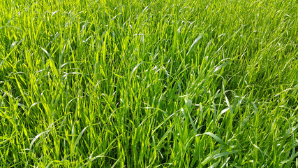 Fresh green grass close-up