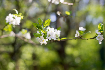 Apple trees flowers. the seed-bearing part of a plant, consisting of reproductive organs stamens and carpels that are typically surrounded by a brightly colored corolla