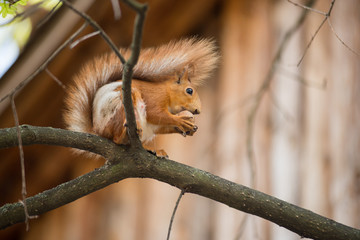 Naklejka na ściany i meble Squirrel, spring with nuts