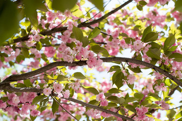 Fototapeta na wymiar Cherry blossoms season,sakura flowers in Japan