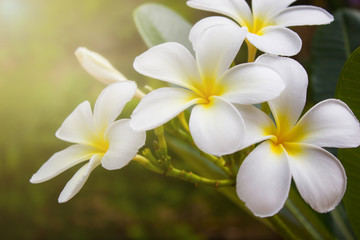 witte plumeriabloemen met zacht licht, vintage filtereffect.