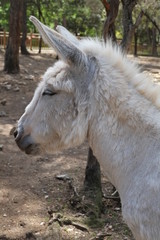 Fototapeta premium Tête d'âne blanc de profil