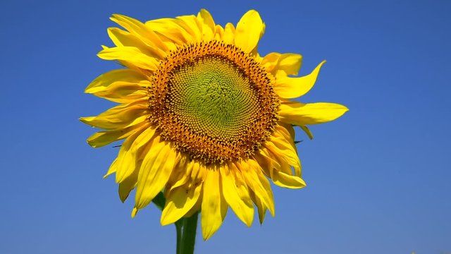 Blooming yellow sunflower against the blue clear sky background