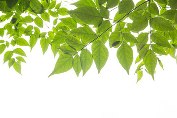 Fototapeta na wymiar green leaves for frame on white background, nature border