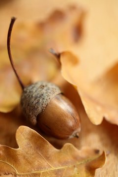 Close-up of acron amongst orange oak fallen leaves
