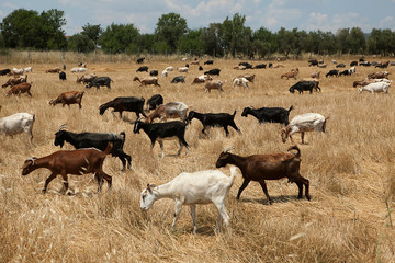 Goats grazing in field.