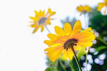 Arnica flower blossoms