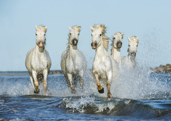 White horses galloping in the water